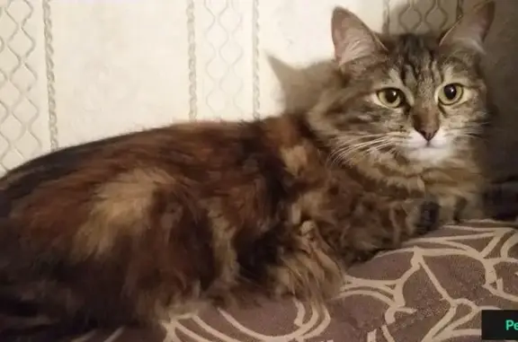 Найдена кошка на улице Фучика, домашняя