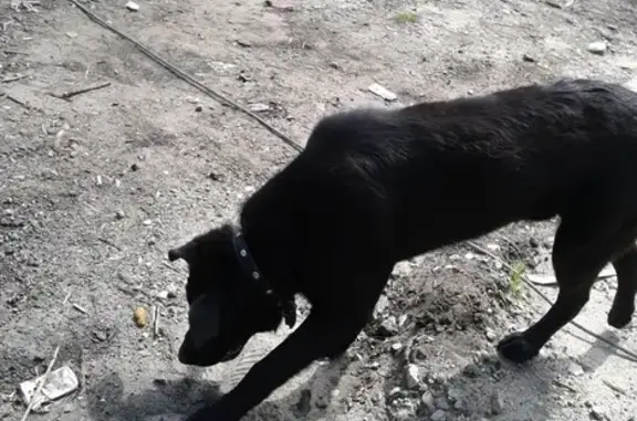 Найден черный лабрадор в Ульяновске