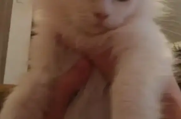 Пропал глухой кот с белой шерстью и голубыми глазами в Кокошкино