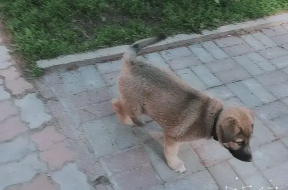 Найден щенок в Красном бору, Смоленск