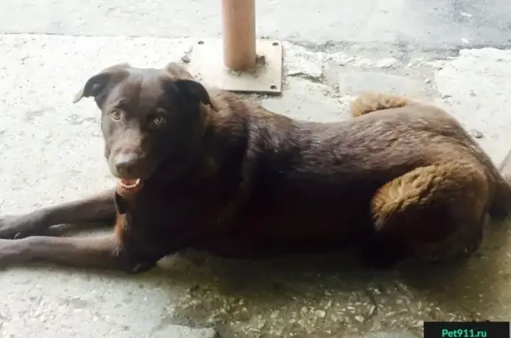 Найдена собака на ул. Воронежская, Самара