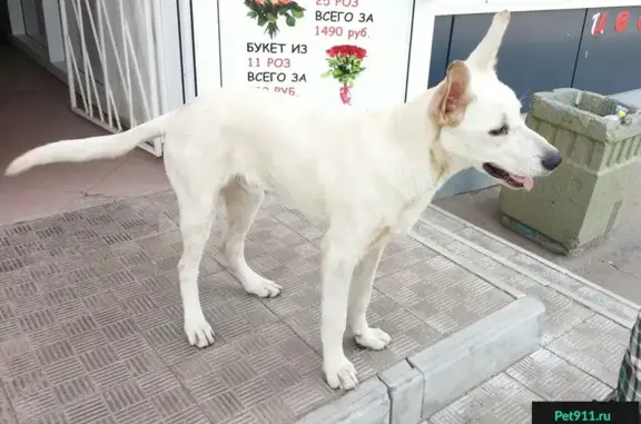 Найдена собака возле домов на проспекте Химиков, ищет хозяина.