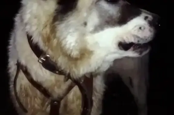 Найдена собака в поселке гидроузла им. Куйбышева