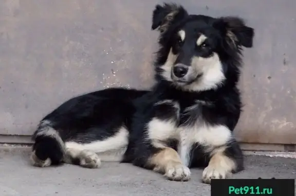 Найдена собака Дейзи в Краснодаре