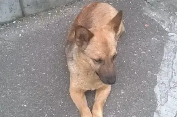 Пропала собака возрастом 1 год в Пашковке, Краснодар