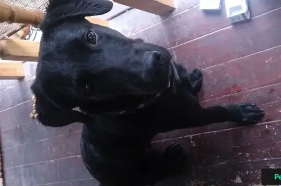 Найден черный пес в Голицыно, ищем хозяев