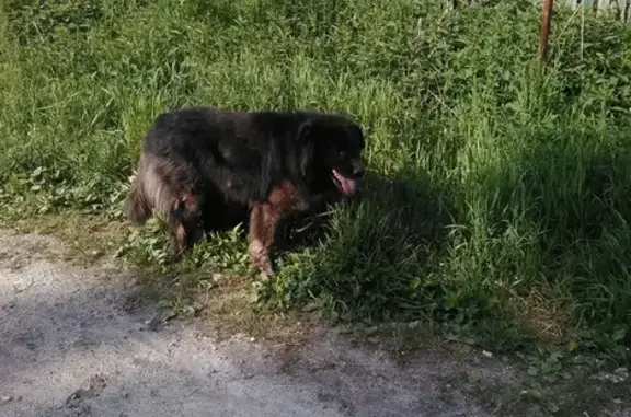 Найдена большая черная собака в Верхней Пышме.