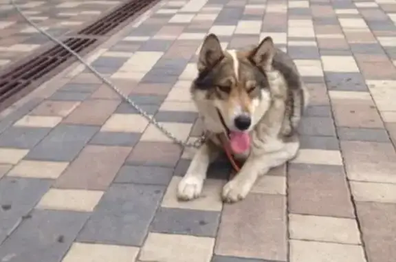 Найден хороший пес в Белгороде
