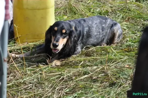 Собаки потеряшки, поселок Красный Восток, фото: Потеряшка собака в районе п. Красный Восток, Новосибирская область.
