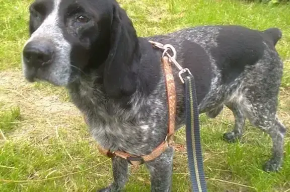 Найдена собака на улице Ставропольской, Краснодар