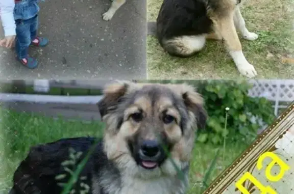 Найдена собака Лада, 7 мес, ищем доброго хозяина (Моск. обл., Сергиев Посад)