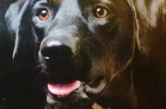 Пропала собака в Солнечногорске на станции Сенеж