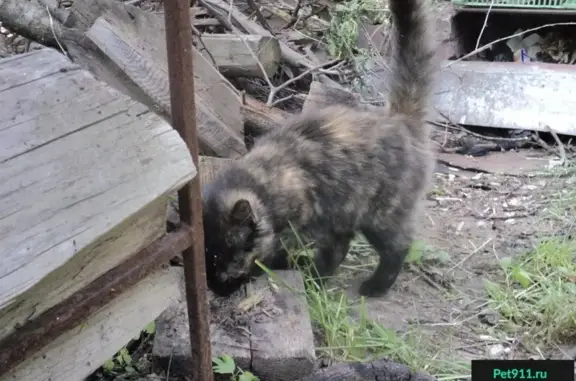 Найдена кошка на ул. Наты Бабушкиной, 52 в Костроме