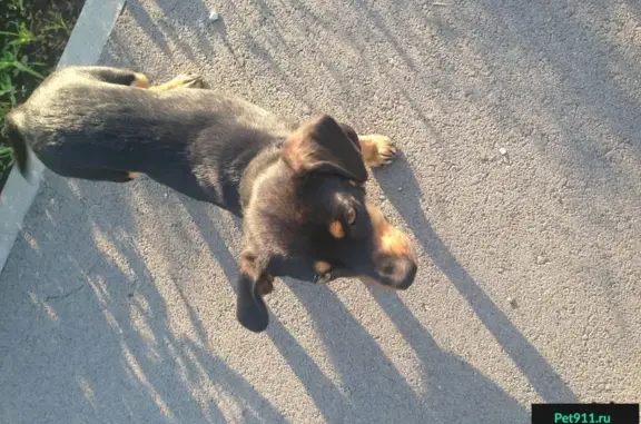 Найдена собака в поселке Янтарный, Ростовская область