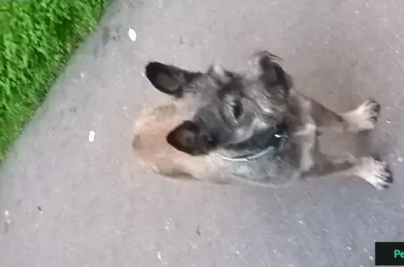 Найден пес в Отрадном, Москва