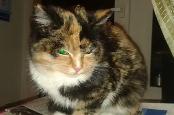 Пропала кошка на Лесной, 29, Тюмень