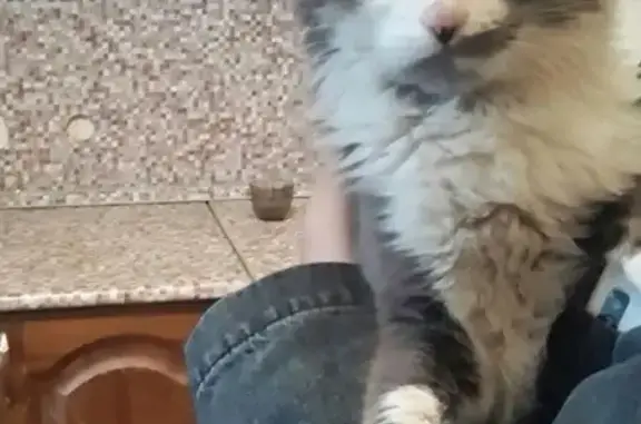 Найдена кошка на Ипподромной в Казани