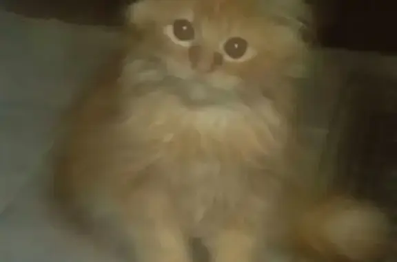 Найдена рыжая кошка на ул. Горького в Краснодаре