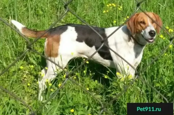 Найдена собака в Наро-Фоминском районе, ищем хозяев!