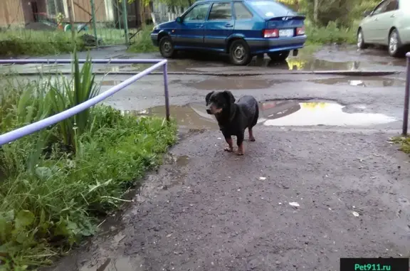 Найдена собака в Новокузнецке, ищем хозяина