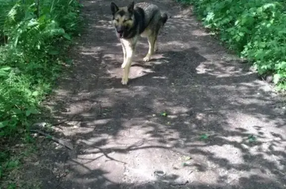 Найден молодой пес в Перми, Кировский район