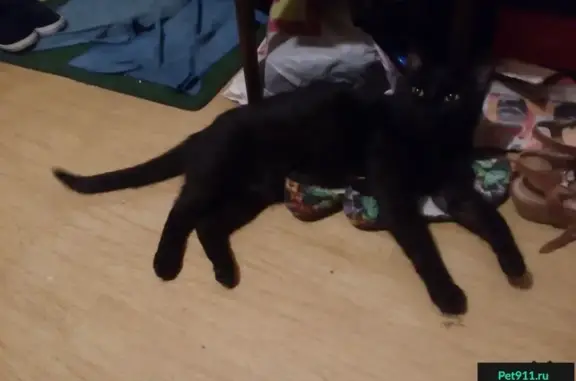 Найден черный кот с белым пятнышком на груди, адрес: Купчинская ул.