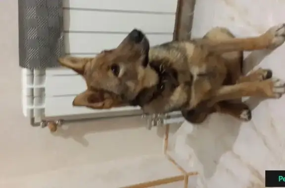 Найдена собака возле Лукоморья в Нижневартовске