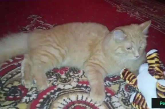 Пропала кошка в Мясново, Тула