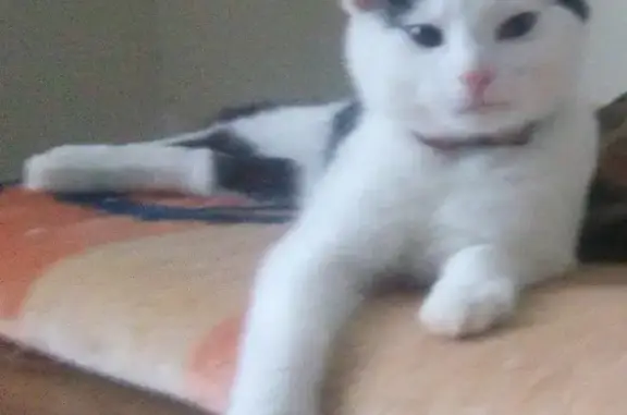 Пропала бело-черная кошка на ул. Минусинская, Калининград