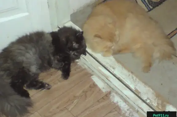 Пропала персидская кошка в Чапаевке, Ставрополь