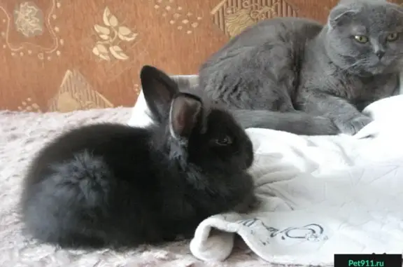 Потерянные животные Ханты-Мансийск, фото: Пропала кошка Бусинка на ул. Водопроводной