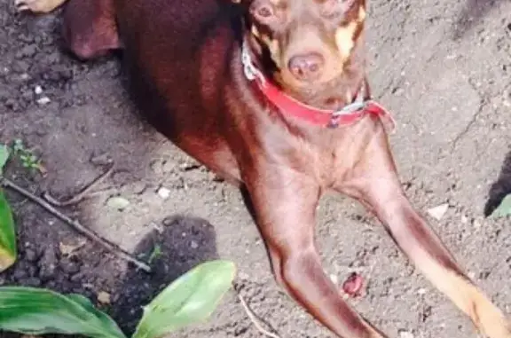 Пропала собака в Симферополе, нужна помощь!