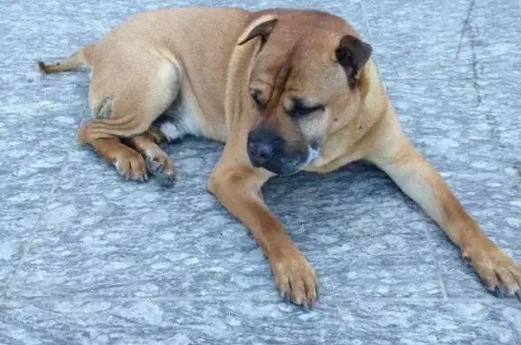 Найдена собака в парке 300-летия Санкт-Петербурга