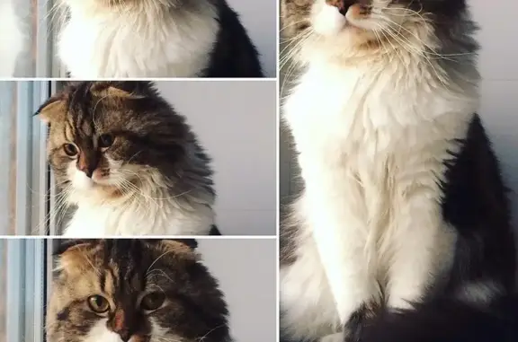 Пропала кошка Шерик с дач водозабора в Бердске