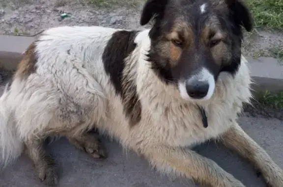 Найдена собака в районе м. Пролетарская