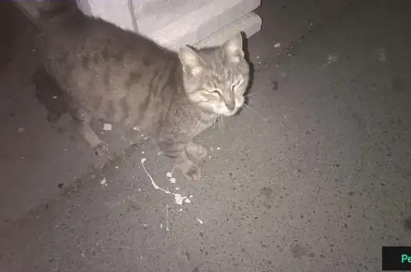 Найден кот/кошка с зелеными глазами в Екатеринбурге