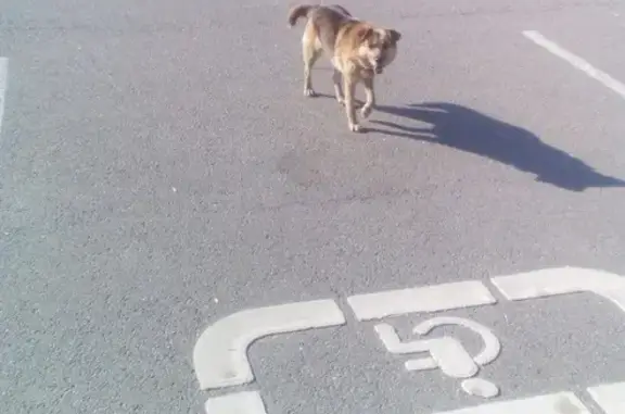 Найдена собака на парковке Мега-ПАРНАС в Санкт-Петербурге