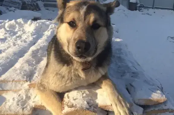 Пропала собака в п. Солонцы, Красноярск