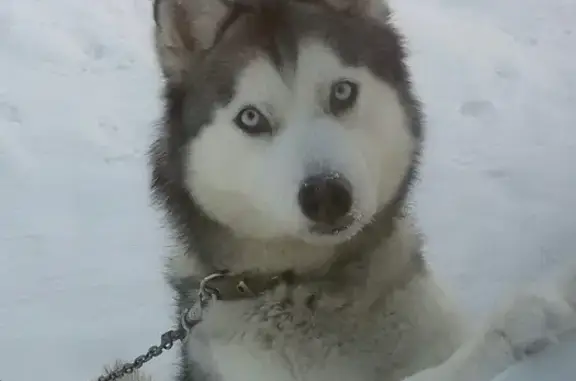 Пропала собака в р-не Сада Дзержинского, Новосибирск