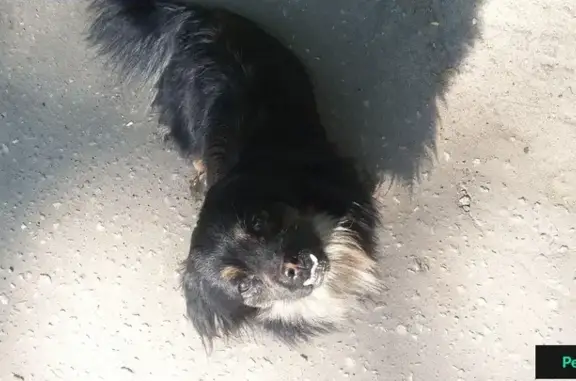 Найдена домашняя собака в Коломне