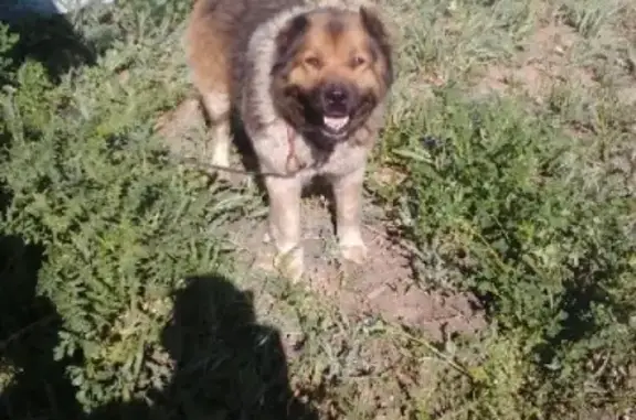 Собака найдена на улице Кондратюка (Омск)