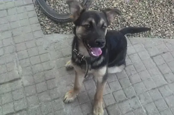 Найден щенок-подросток на Осташковском шоссе, Москва