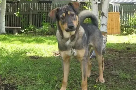 Собаки потеряшки, Усть-Пинега, фото: Потеряшка собака Чак в Усть-Пинеге