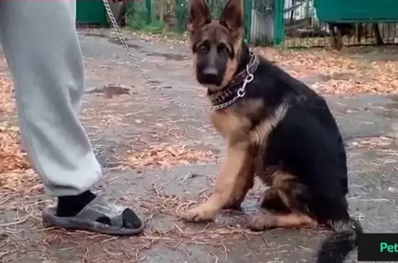Пропала собака в частном секторе Пашино, Новосибирск