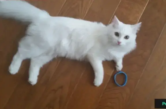 Пропала белая кошка в районе Ветлужанка