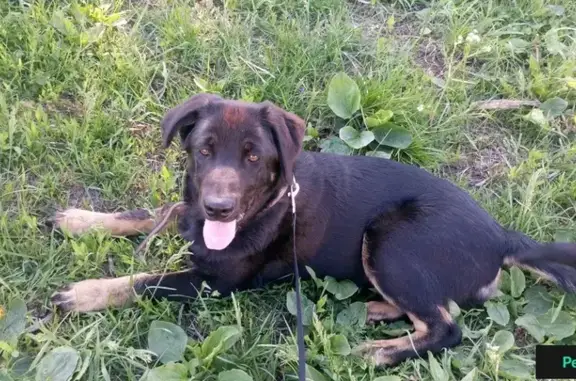 Найден щенок возле Ленты на Московском шоссе