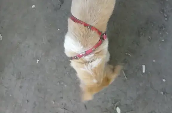 Найдена собака с красным ошейником в Оренбурге