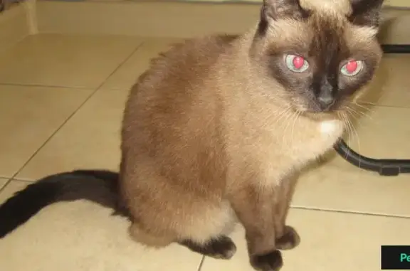 Найдена умная и красивая кошка в Москве, ищем хозяина!