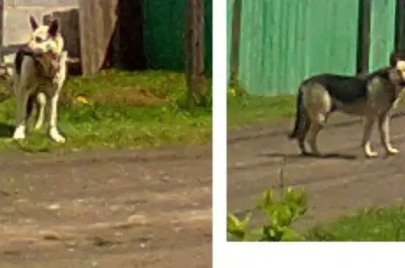 Собака найдена возле Маганской ж/д платформы в Красноярском крае