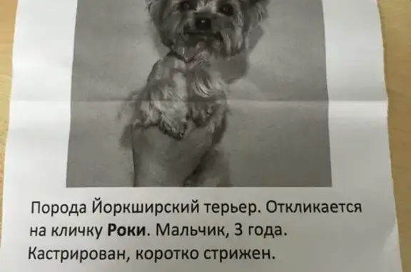 Пропала собака Рокки в Люберцах, вознаграждение.